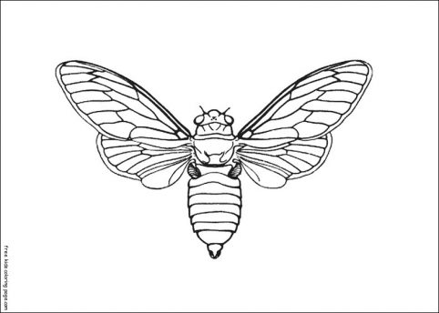 Bie insect kids coloring pages