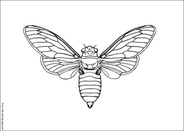 Bie insect kids coloring pages