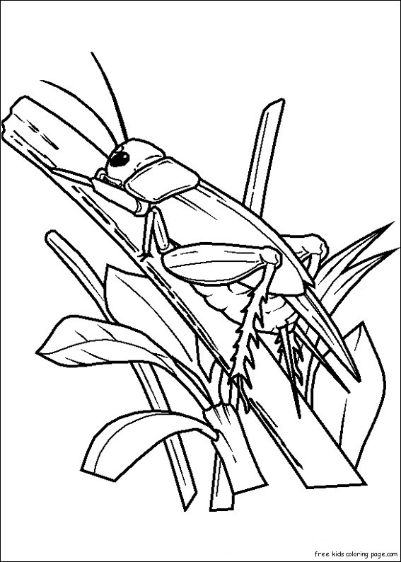 Grasshoppers childrens coloring pages