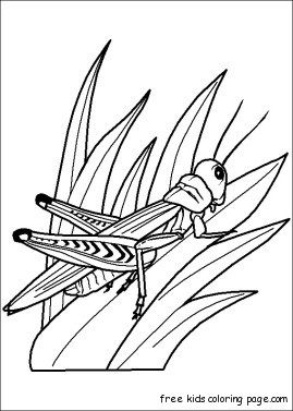 Grasshoppers childrens coloring sheets