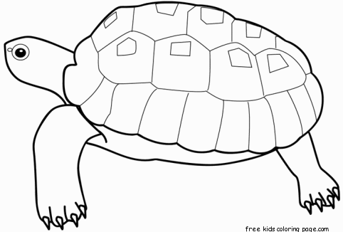 Printable Animal sea turtle coloring pages