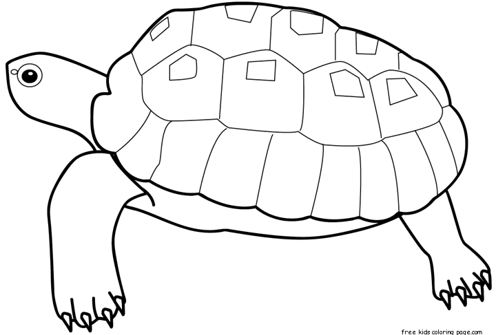Printable Animal sea turtle coloring pages