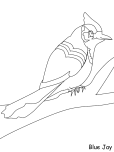 Print out animals birds blue jay coloring pages for kids