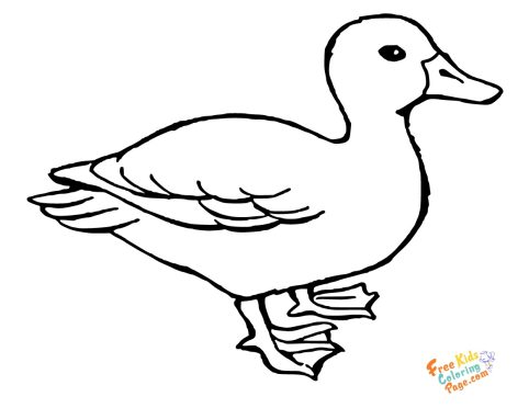 Printable Animal Duck coloring pages