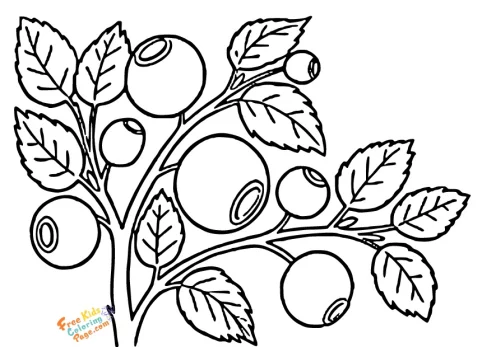 Blueberry coloring pages to print for kids. Berries coloring sheet