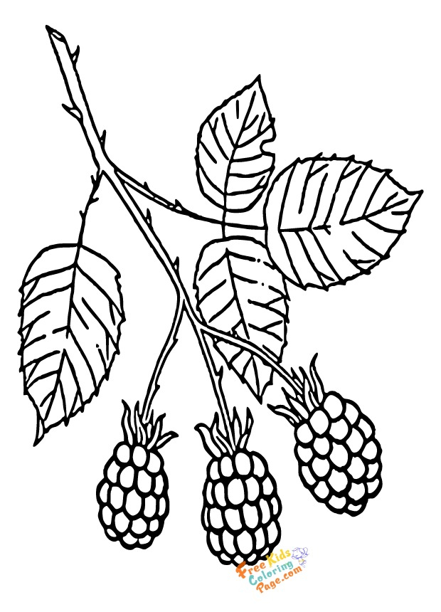 Raspberry Coloring Pages to print